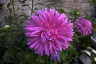 Pink Aster